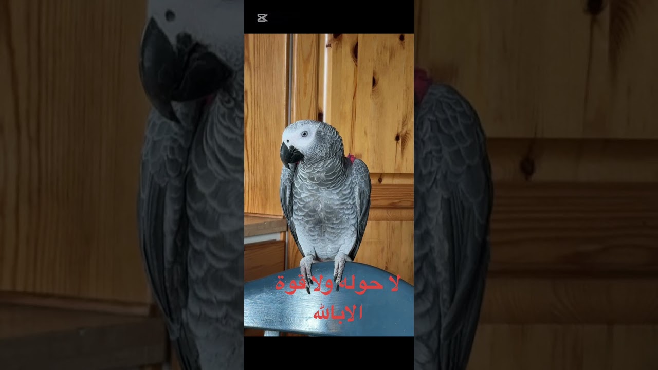 تعليم الببغاء لا حوله ولا قوة الابالله 