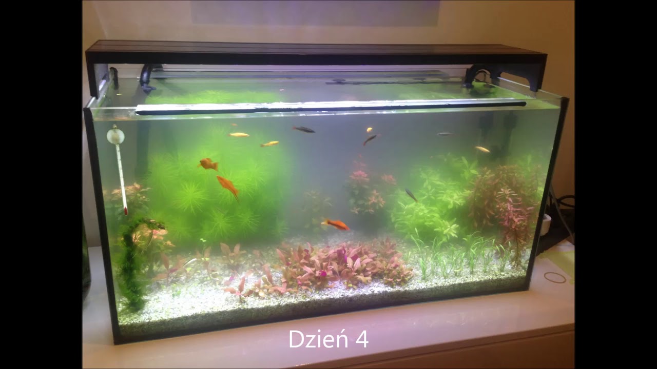 mleko w akwarium, wysyp pierwotniaków, skuteczne rozwiązanie lampa uv