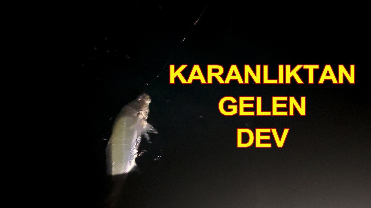 YUMURTALIK KARİDESLE MUSKAR(GRANYÖZ) AVI.CANLI KARİDESLE BALIK NASIL TUTULUR?