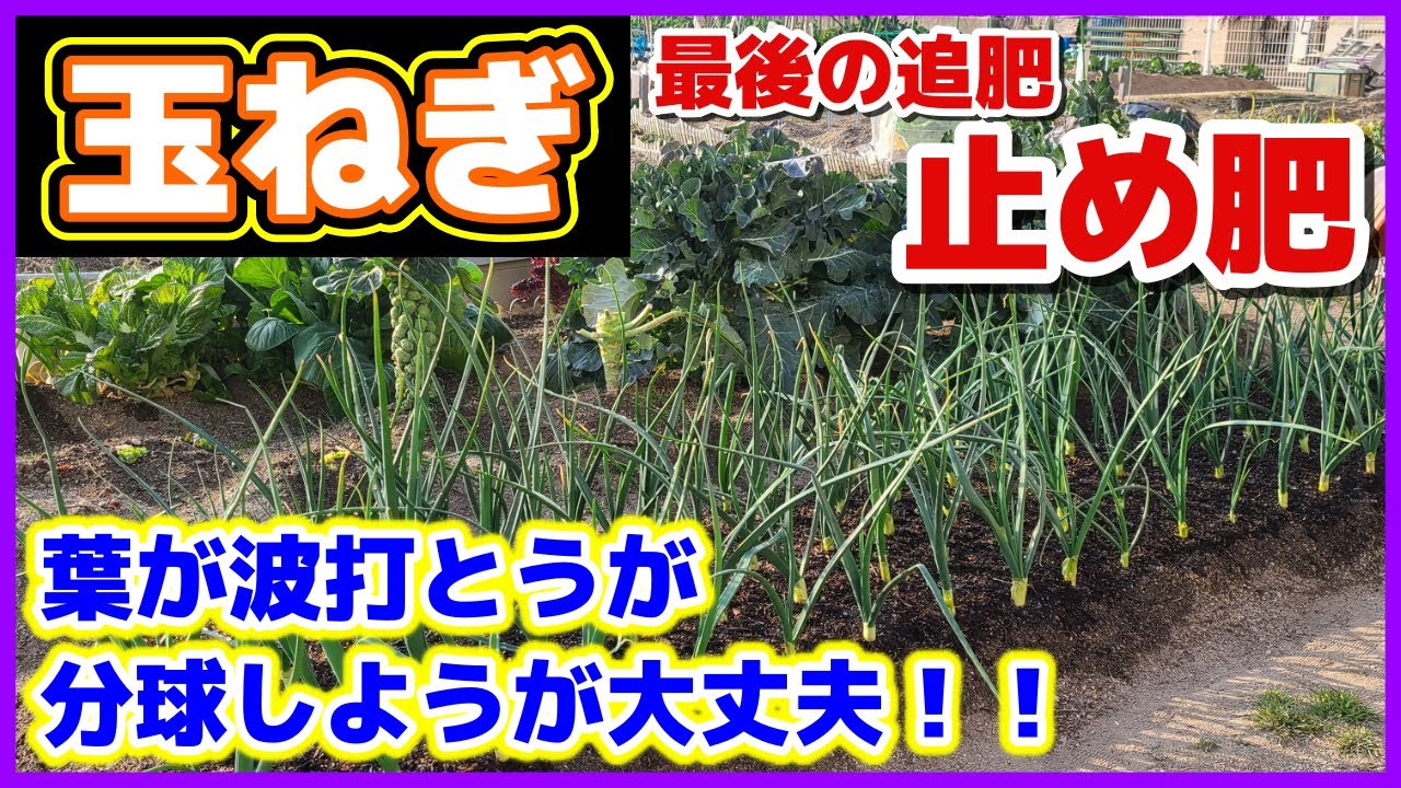 【玉ねぎ最後の追肥（止め肥）】家庭菜園は葉が波打とうが分球しようが大丈夫！(*´▽｀*)／腐葉土マルチの効果／手入れ／分球したらこんな感じ／早生玉ネギ／タマネギ収穫時期のサイン／家庭菜園