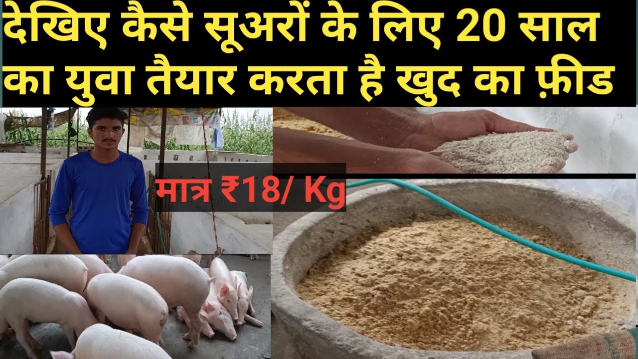 Как начать свиноводческий бизнес ||Как начать свиноферму // Бизнес на свиноферме для молодых маль...