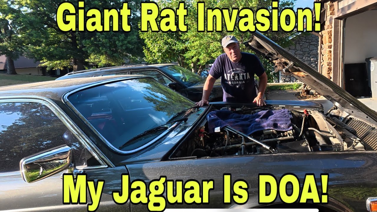 Damage Alert: Just How Bad Is My Cheap Jaguar After A Huge Rat Moved In!!