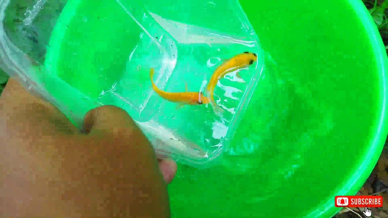 The Amazing catch colorful aquarium fish in small pond: koi, dragon guppy,turtle,iguana, Dinosaurus