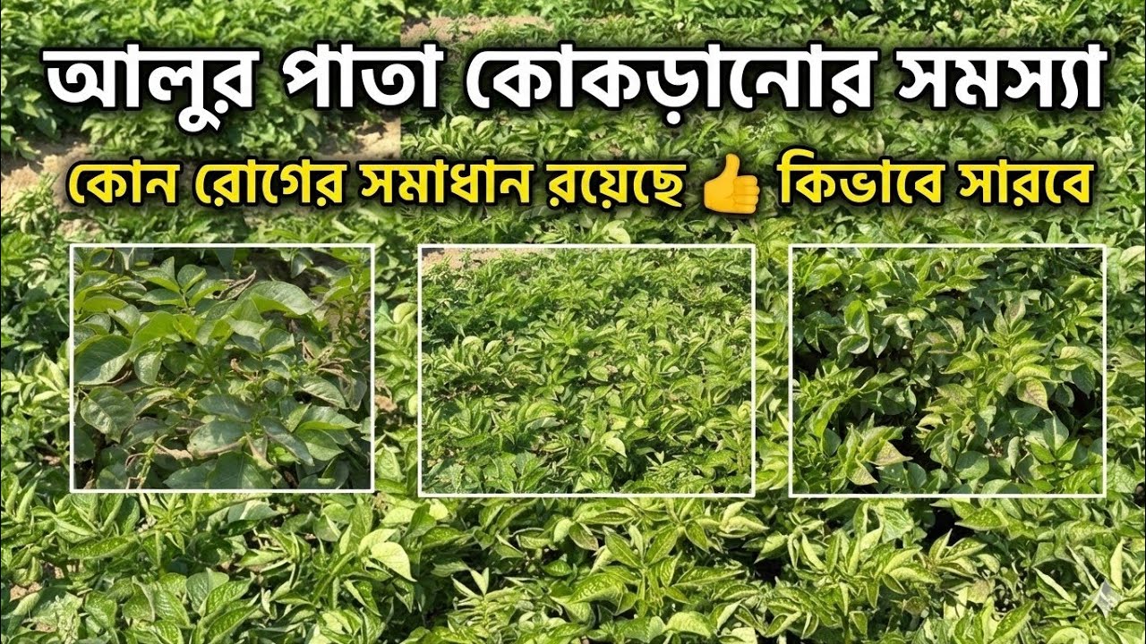 আলুর পাতা কোঁকড়ানো রোগের সমাধান। পাতা কোঁকড়ানো হলে কোন ওষুধ ব্যবহার করবেন potato leaf curl virus