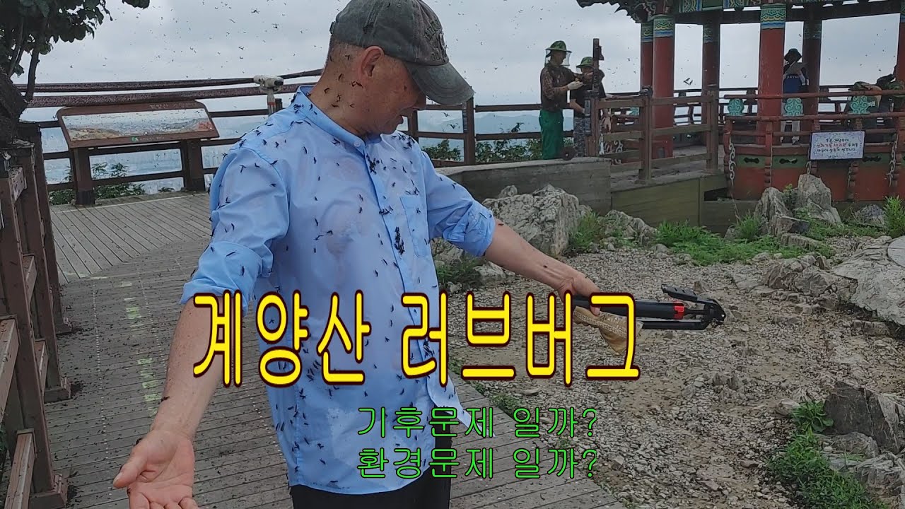계양산 러브버그  정말 재앙입니다-어머나 세상에!