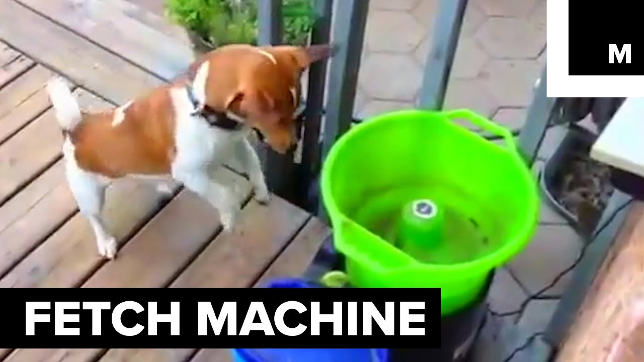 This Machine Plays Fetch With Your Dog