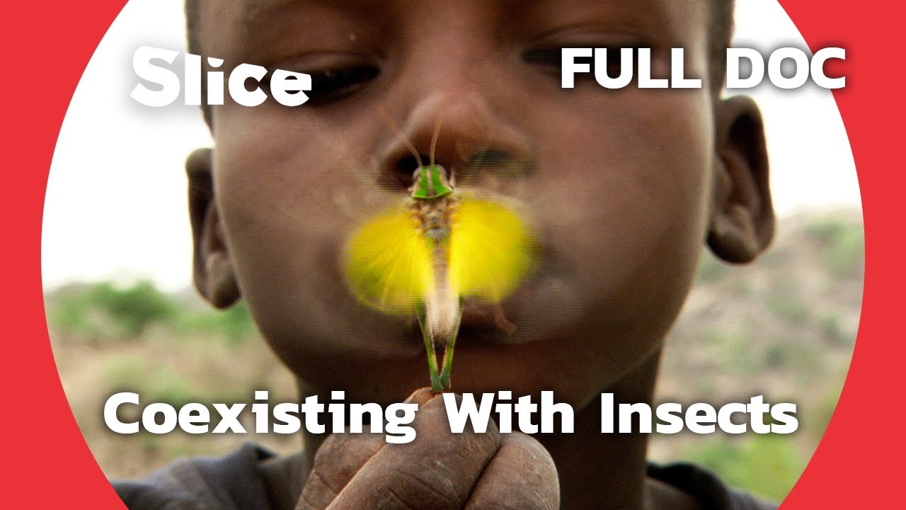 The Mofu People's Impressive Symbiosis with Insects | SLICE | FULL DOCUMENTARY