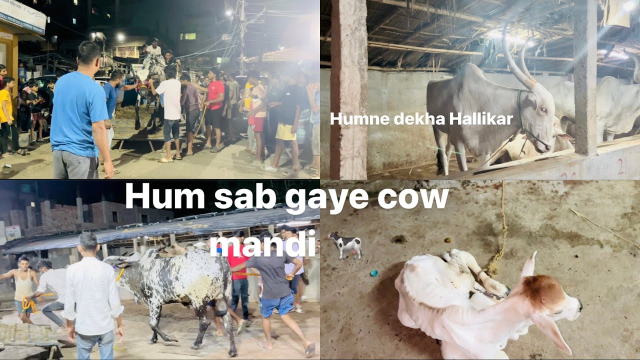 Hum sab gaye cow mandi | humne dekha hallikar 🐄