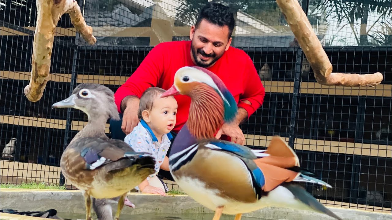 നിങ്ങൾ പറ ഇതിന്റെ വില എത്ര? ഇത്‌ ഒറിജിനൽ ആണോ Mandarin duck, Carolina wood duck and squirrel baby