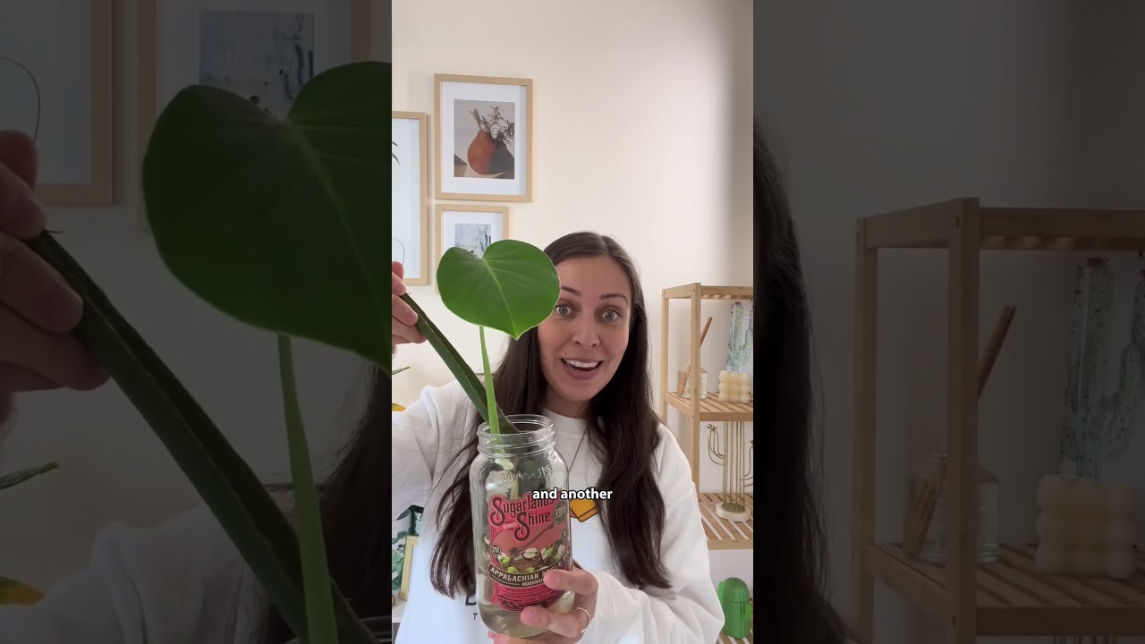 How long can monsteras live in water for? How ever long you&rsquo;d like #plantcare #monsteraplant