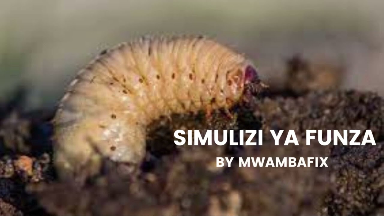 SIMULIZI MPYA YA FUNZA I SIMULIZI YA KUSISIMUA I #mwambafix
