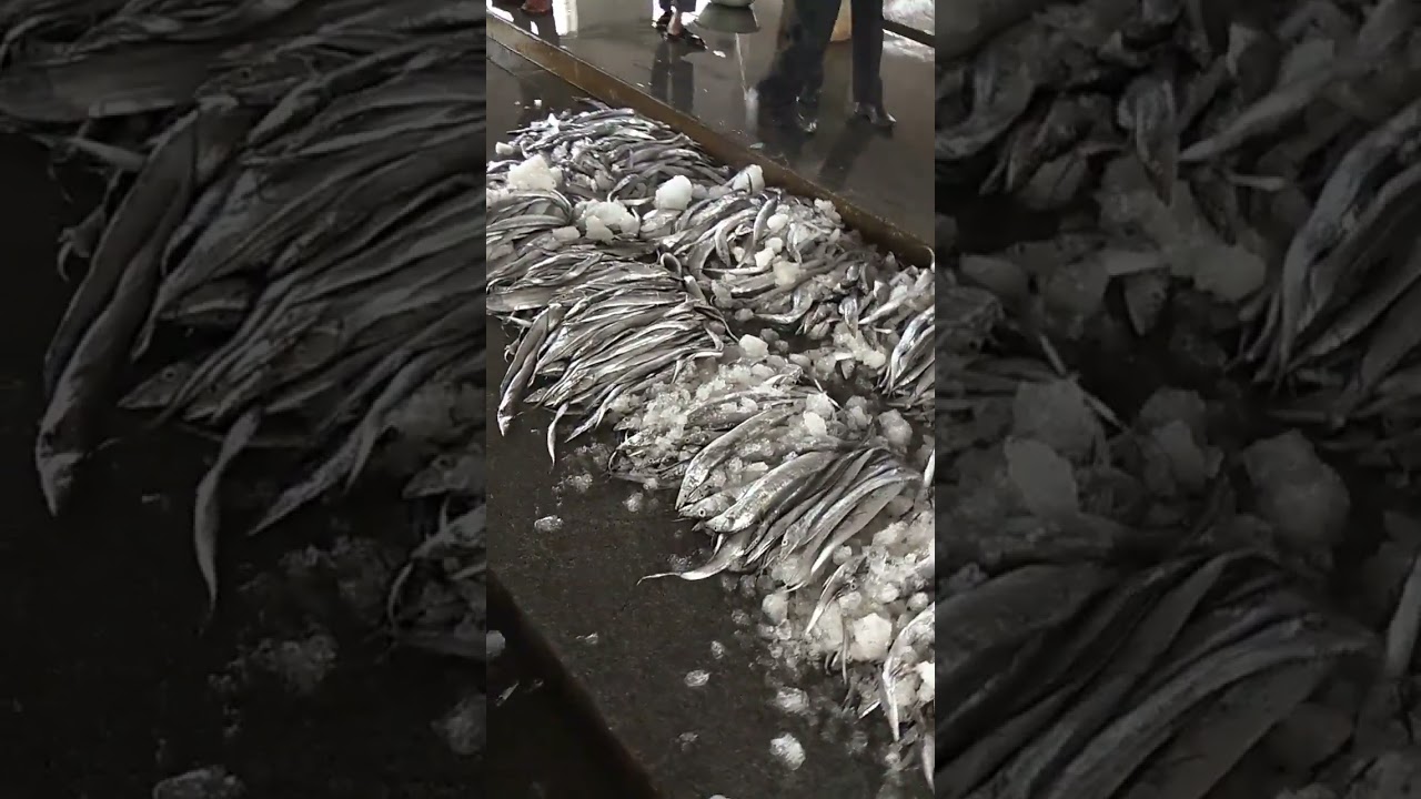 Ribbon fish   At Odisha paradeep Harbour 