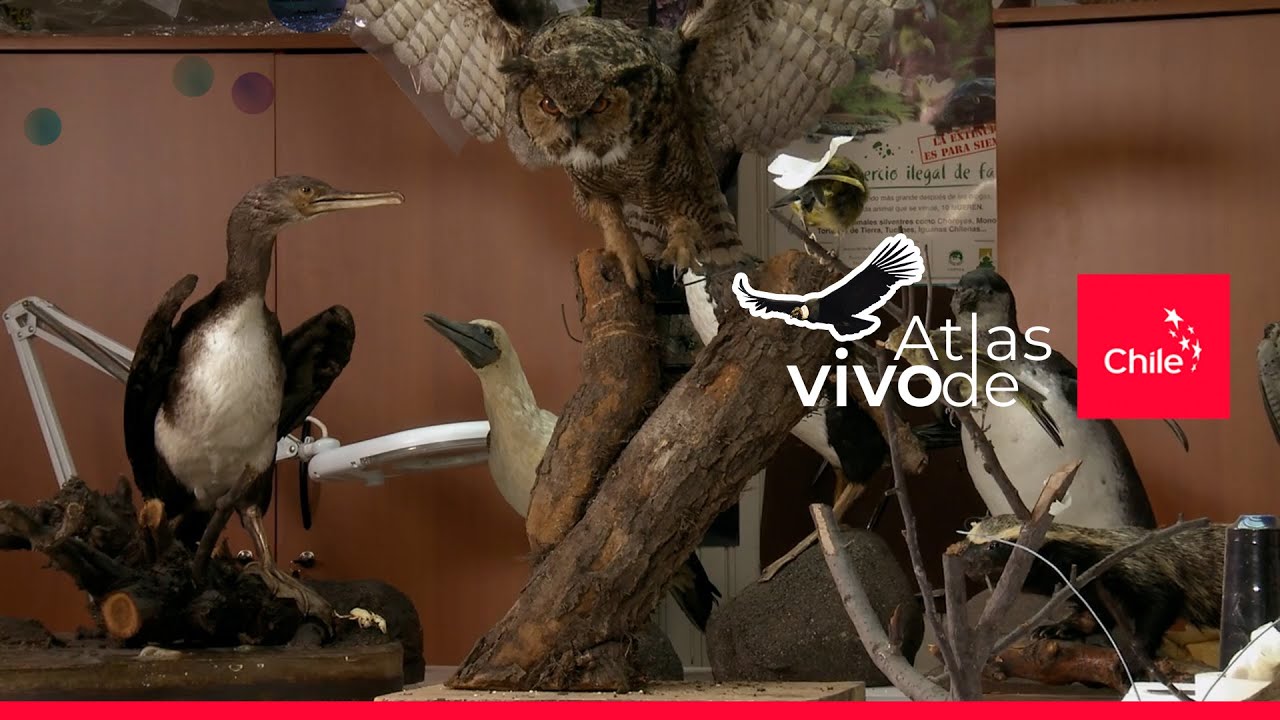 Taxidermia en el Museo de Historia Natural: proceso paso a paso | Atlas Vivo de Chile