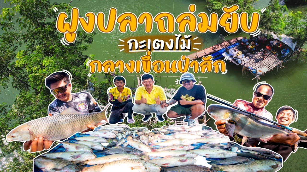 ฝูงปลามหาศาลถล่มยับ กะเตงไม้ กลางเขื่อนป่าสัก