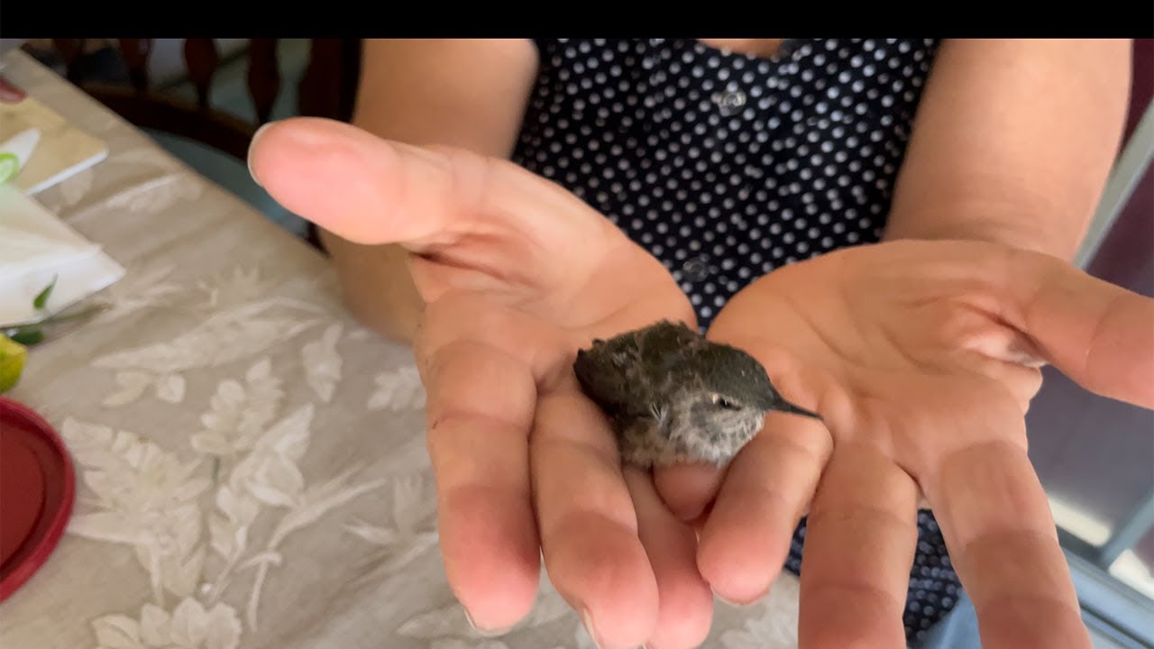 Como criar y alimentar un colibri o picaflor.