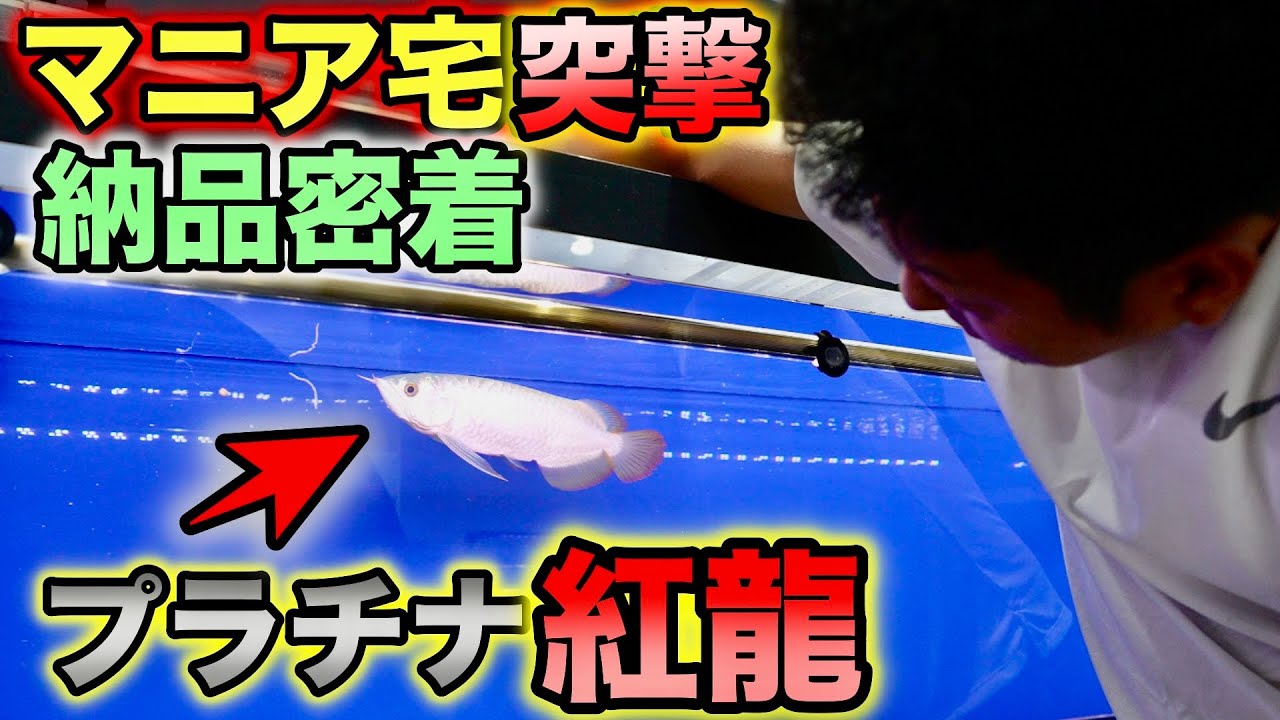 激レア！プラチナ紅龍の納品　1日密着　高級熱帯魚の運び方！水槽に入った瞬間は感動　感無量です！ベイサイドアクア　＃アロワナ　＃紅龍　＃水槽