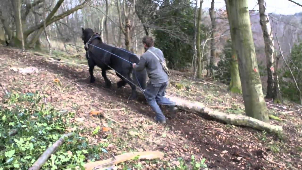 Horse Logging