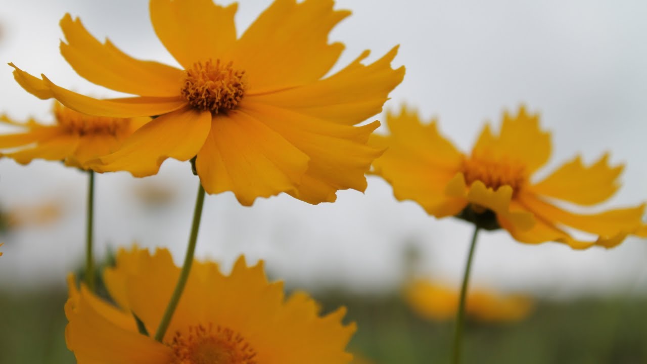 Conheça essa flor comestível, medicinal e muito fácil de cuidar | Flor cosmos cores