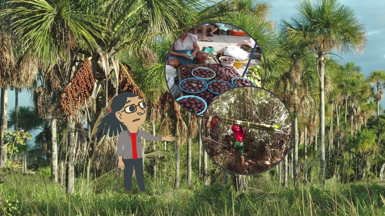 What lives in the peatlands of Peru- Spanish Version