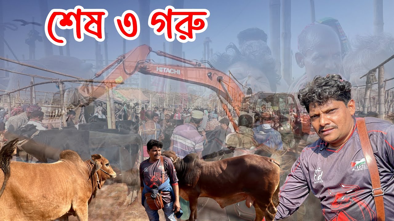 কঠিন দরদাম শেষে ৩ গরু কনফার্ম! | Rajshahi City Haat Akram vai er goru kena | Final Part