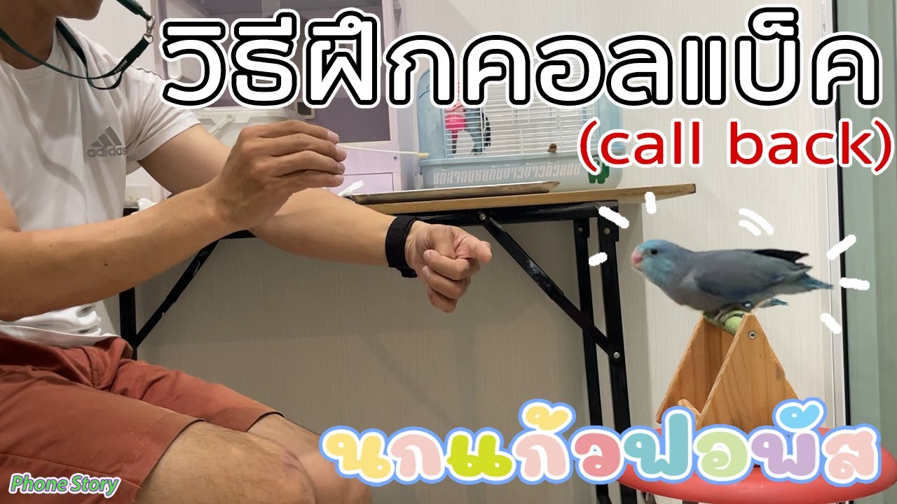 วิธีฝึกคอลแบ็ค (call back) ฝึกเรียกนกกันนกหลุด ลูกป้อน นกแก้วฟอพัส