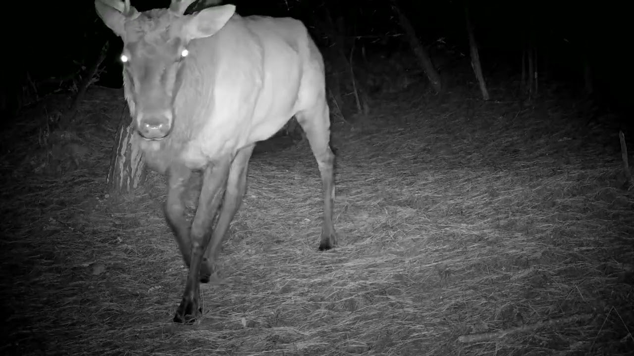 Bull elk western Nebraska Oct 2025 9pm