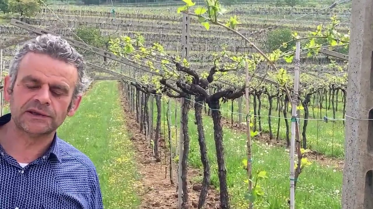 Le Marognole, Veneto: Slow Wine 2024
