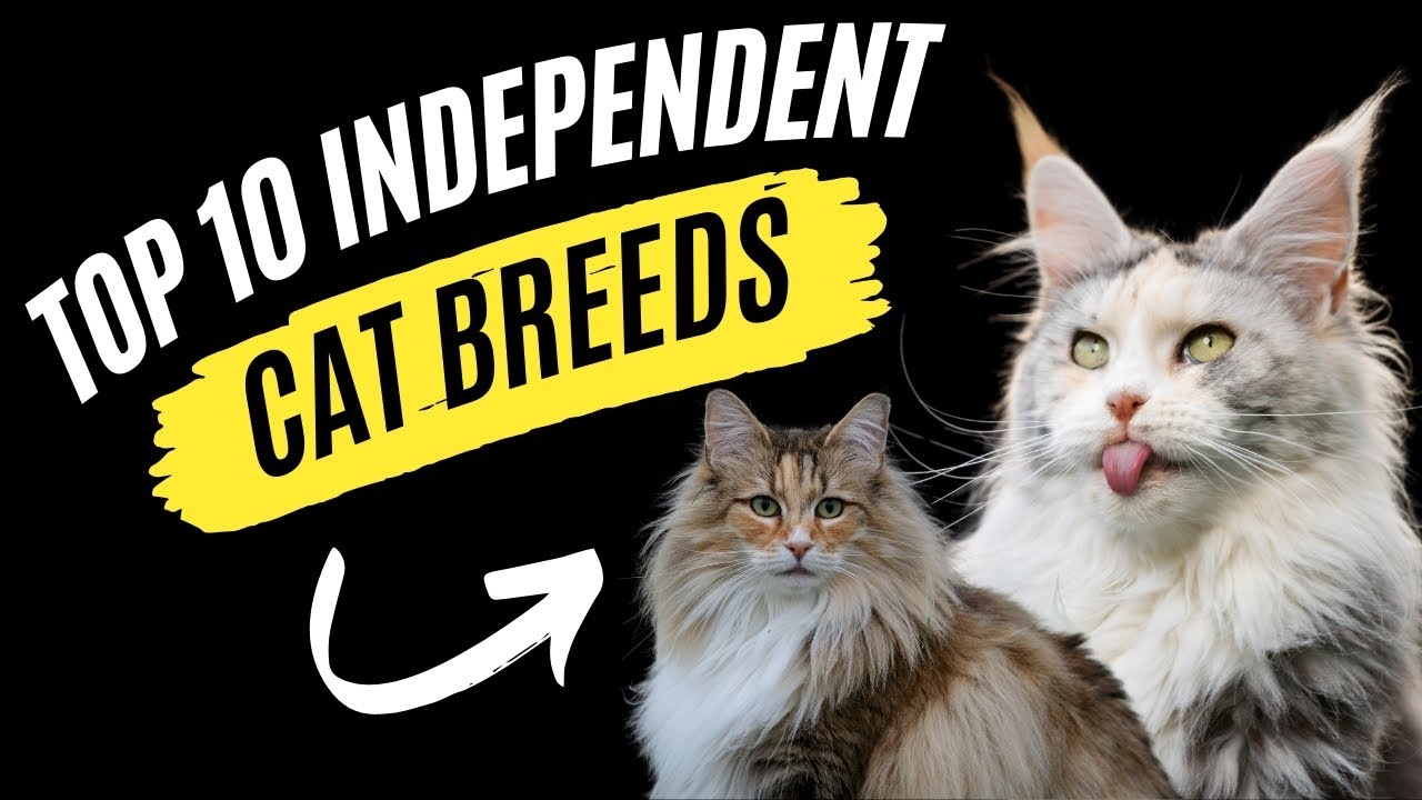 The Most INDEPENDENT Cat Breeds(Wonderful & Weird)| Independent Felines | Top Independent Cat Breeds