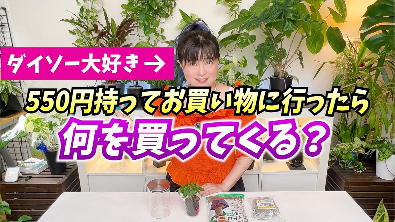 【ダイソー】大好き❤️550円持って🪴お買い物へ行ったら…🪴簡単おしゃれ水耕栽培✨