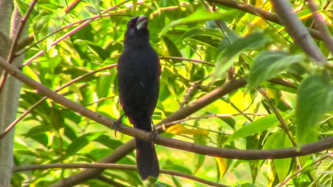 AZULÃO PARANÁ CANTANDO MUITO NA NATUREZA