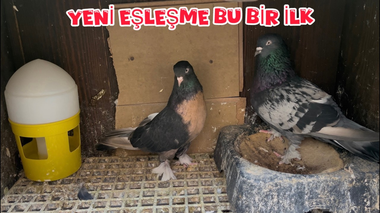 MİRO VE SİNEKLİ YENİ ÇİFT ( LİMONİ VE YAVRI NERDE )