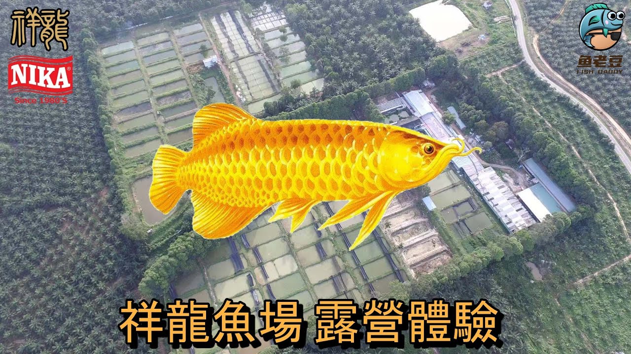 【魚老豆】X【祥龍集團】2天1夜 參觀龍魚場 & 露營體驗