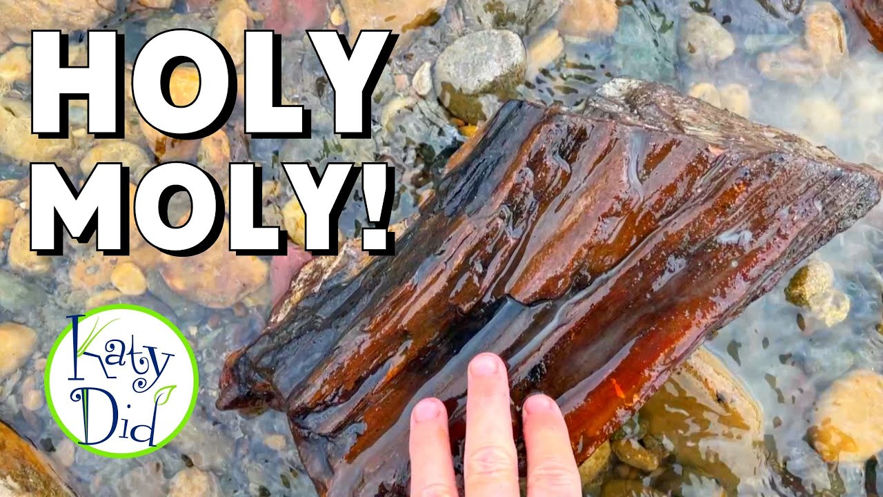 Creek Rockhounding for INCREDIBLE Petrified Wood and Agate