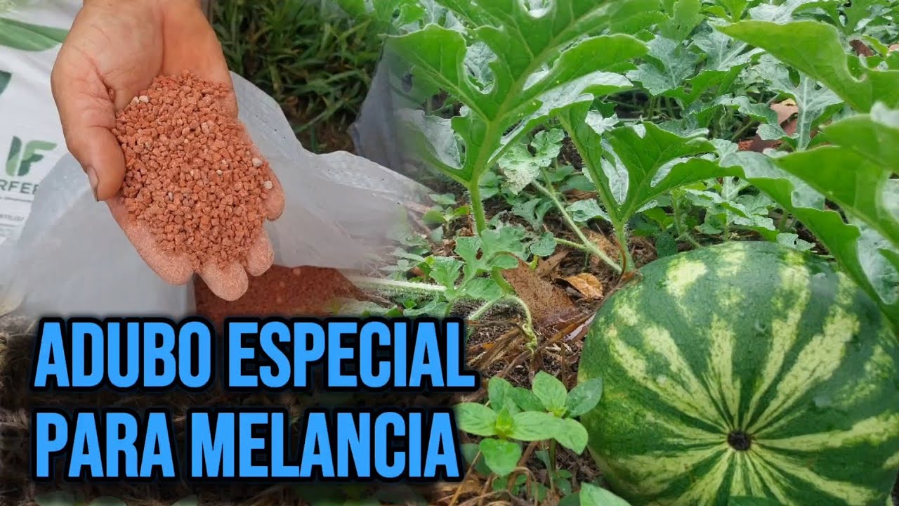 O QUE FAZER PARA TER MELANCIAS DE QUALIDADE!