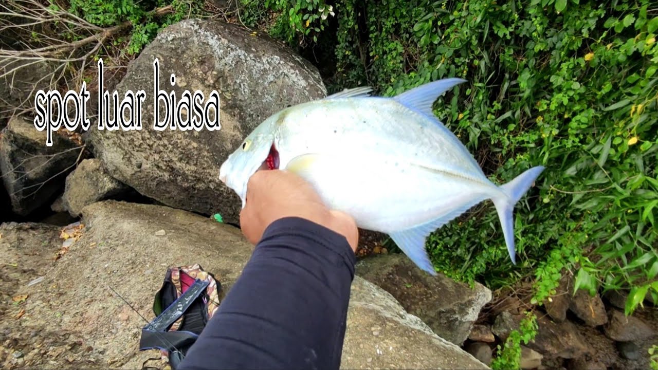 Umpan ikan teri di pereng sini,lebih gacor.