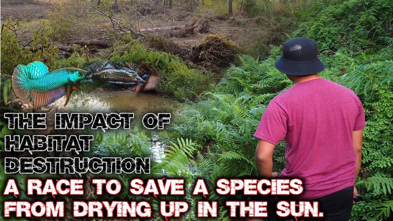 The destruction of a Wild Betta Habitat - An Observation expedition turns into a race to save them