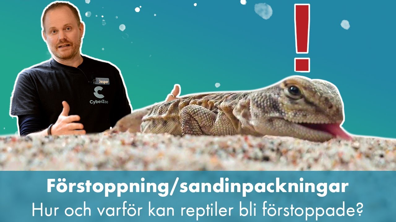 Enkla tips för att undvika förstoppning/sandinpackningar hos reptiler