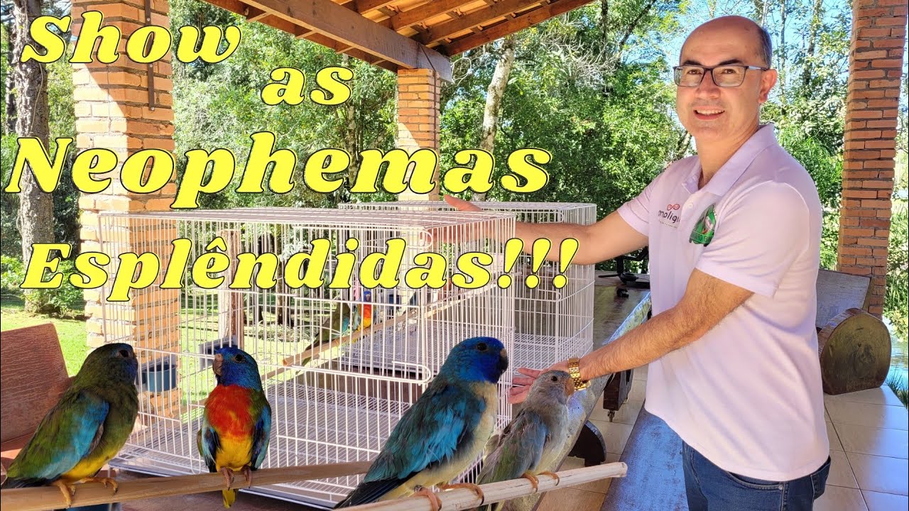 Mais um Psitacideo que Chama Atenção,Neophema Esplêndida.