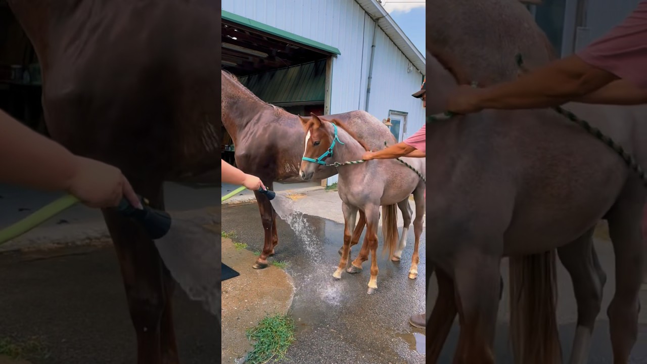 Freddie isn&rsquo;t so sure about the hose🤣🐴