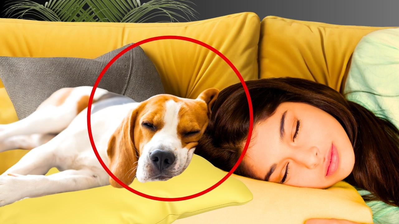 Perché il Mio Cane Dorme con Me? Scopri il Significato di Questo Gesto Adorabile!