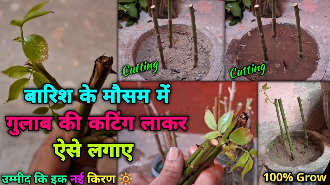 बरसात के मौसम में ऐसे लगाएं गुलाब 🥀 की कटिंग | How To Grow Rose From Cutting ✂️