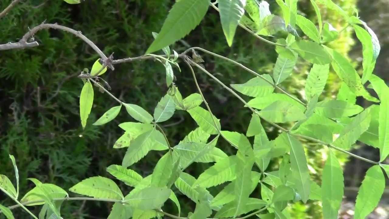 Un aromatica poco coltivata: l'erba limoncina
