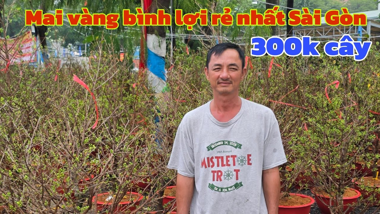 Giải cứu lô Mai Tết bị sự cố chỉ 300k rẻ nhất Sài Gòn 