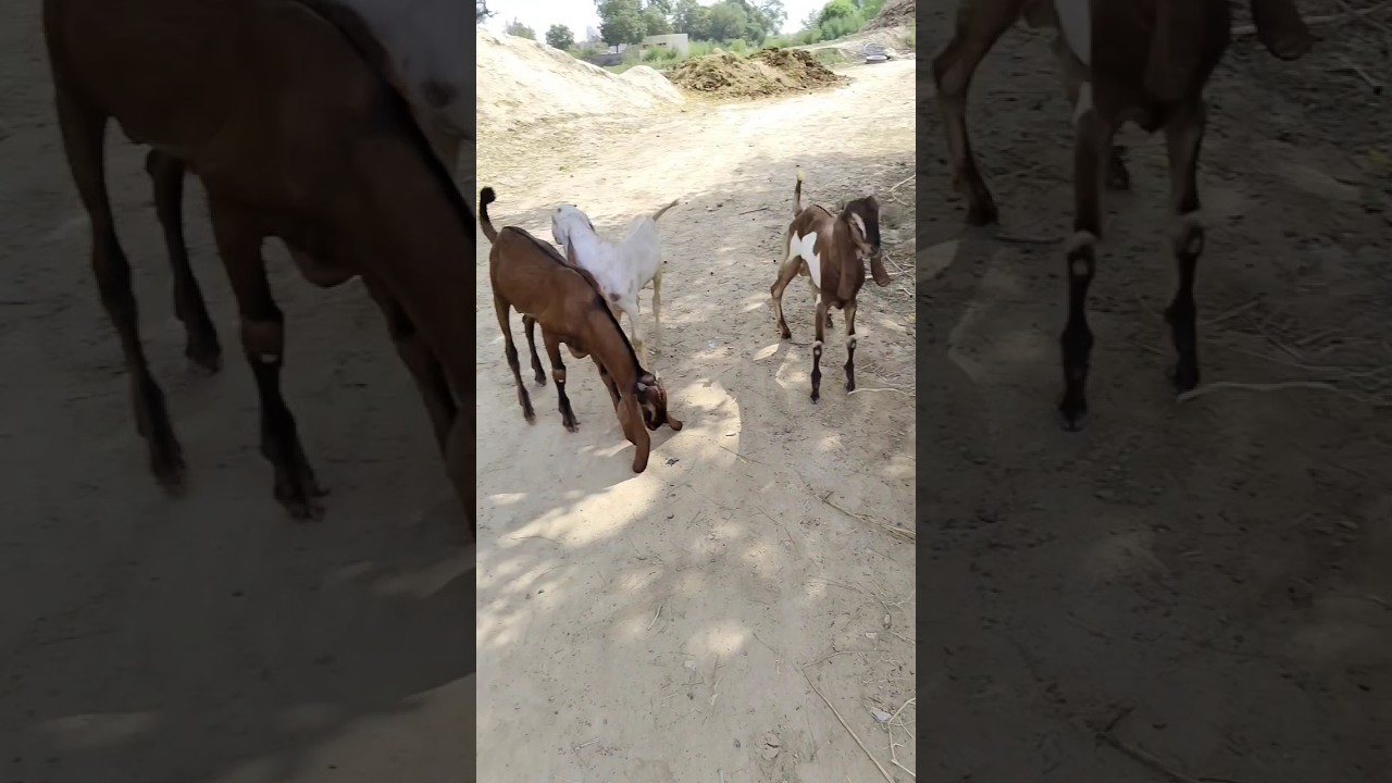For Sale beetal bakre in Punjab || Beetal goat farming in punjab india Watch full video on channel