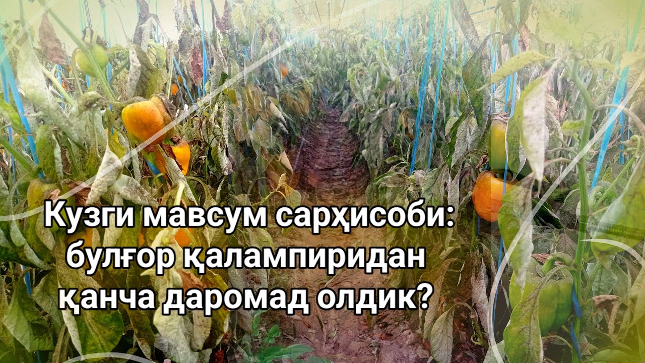 Кузги мавсум сарҳисоби: булғор қалампиридан қанча даромад олдик?