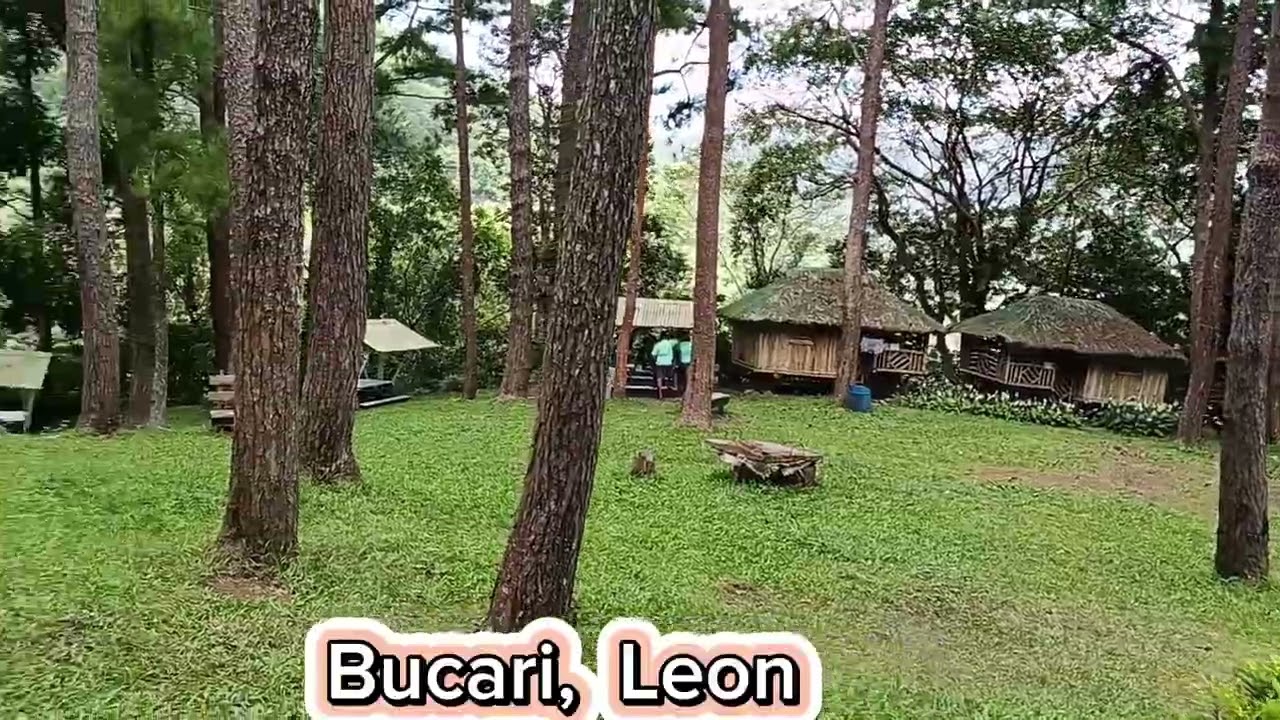 Iloilo | Bucari Pine Forest, Leon,