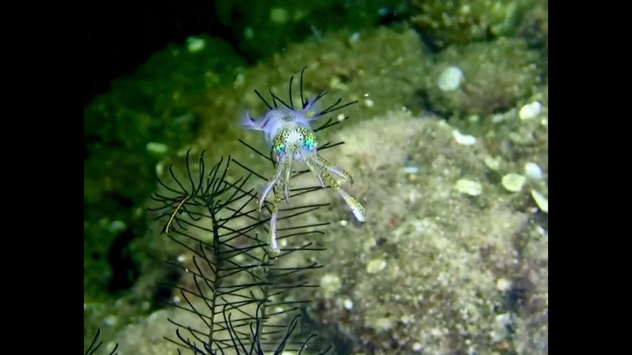 Night Reef Squid at Anilao Scuba Dive Center, Philippines