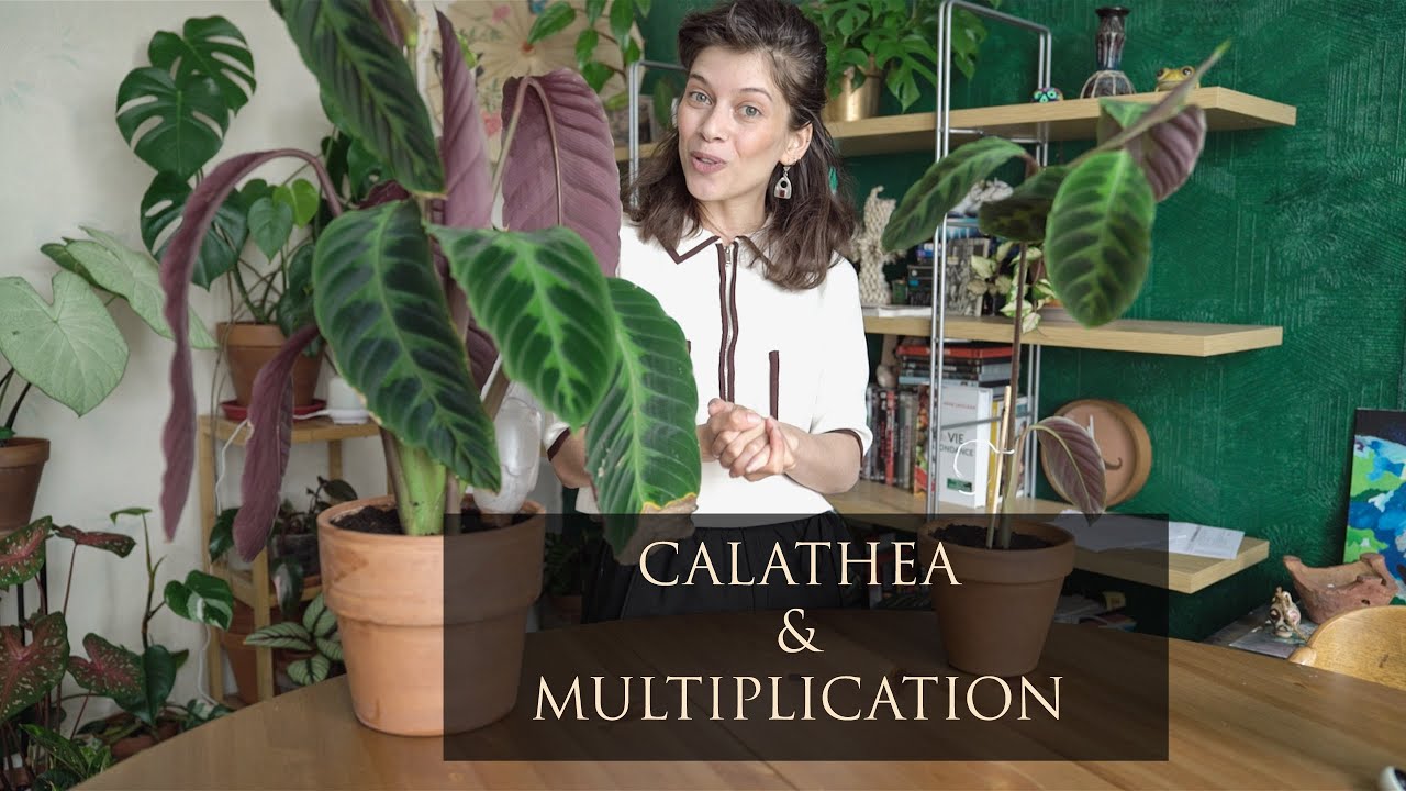 COMMENT BOUTURER UN CALATHEA | LA MULTIPLICATION DU CALATHEA | JE DIVISE MON CALATHEA