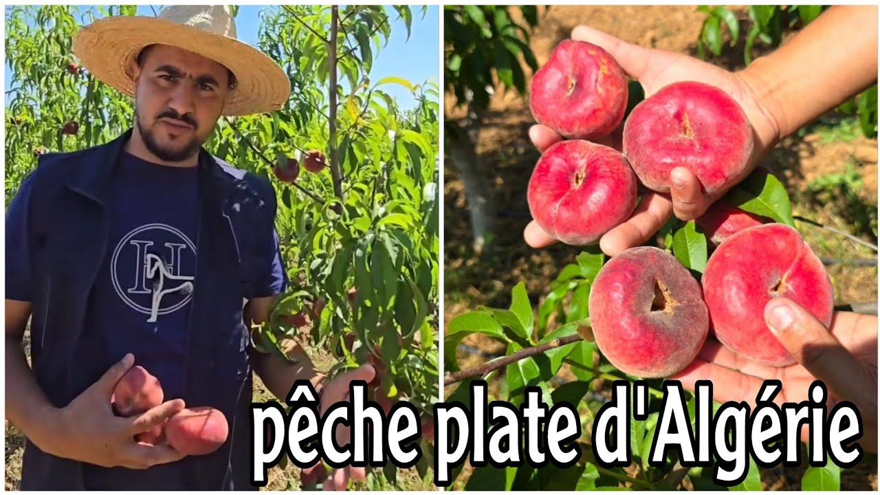#شاهد حقل خوخ بوطبڤة  ( pêche plate ) ينضج شهر ماي يدخل الإنتاج في عامه الأول