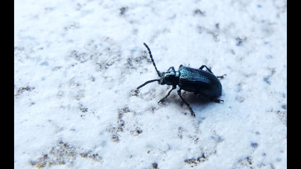 Oulema gallaeciana - Grash&auml;hnchen / Leaf Beetle